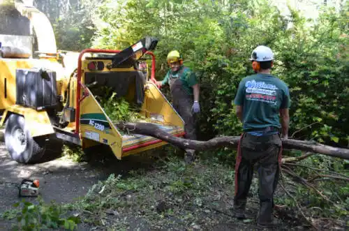 tree services Vero Beach South